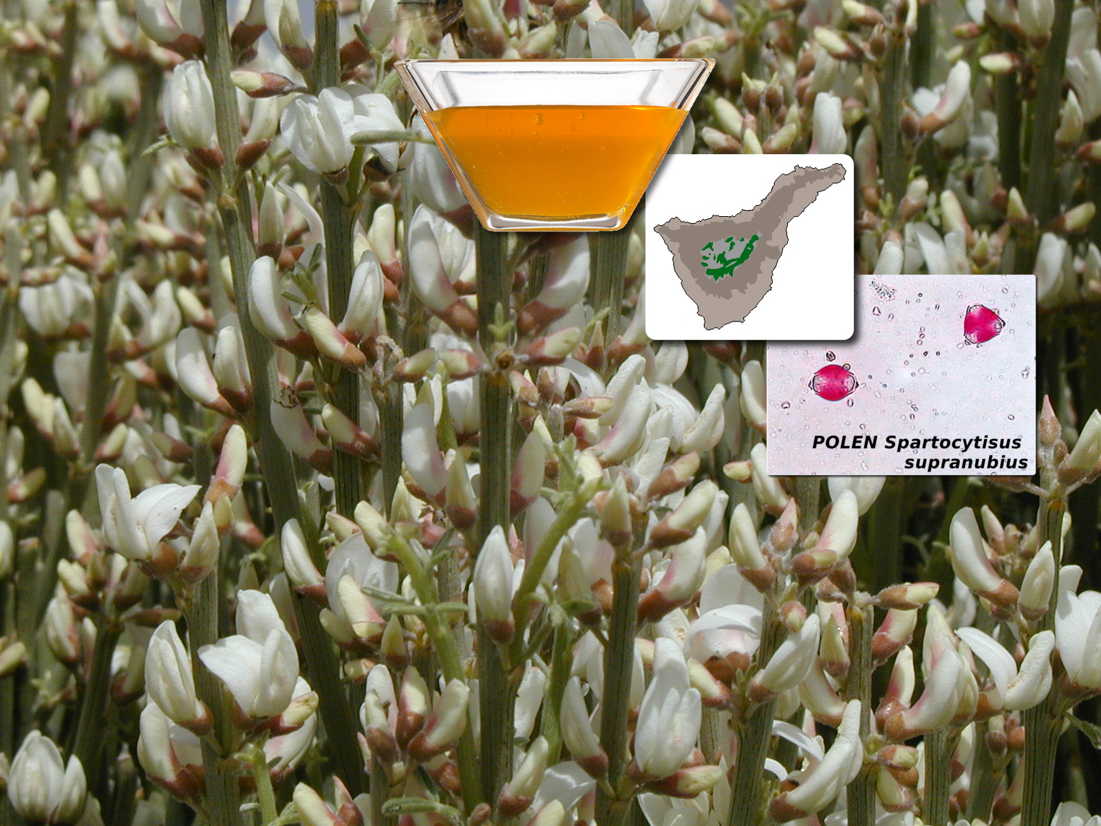 Miel de Retama del Teide